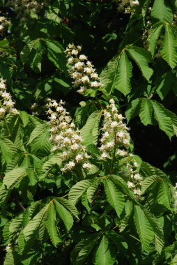 Chestnut (Castanea Tourn), kayın familyasından bir yaprak ağacı cinsidir.