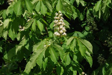 Chestnut (Castanea Tourn), kayın familyasından bir yaprak ağacı cinsidir.