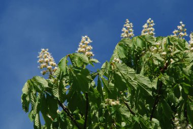 Chestnut (Castanea Tourn), kayın familyasından bir yaprak ağacı cinsidir.