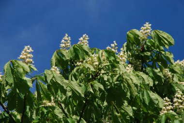 Chestnut (Castanea Tourn), kayın familyasından bir yaprak ağacı cinsidir.