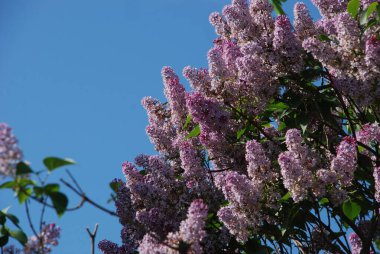 Sıradan yaban domuzu (Şırınga bayağılığı)) 