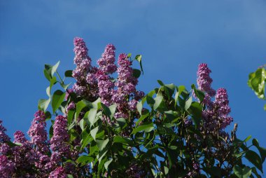 Sıradan yaban domuzu (Şırınga bayağılığı)) 