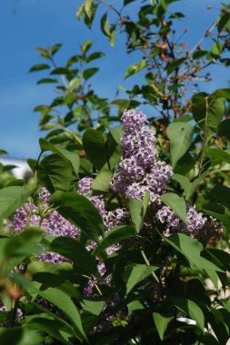 Sıradan yaban domuzu (Şırınga bayağılığı)) 