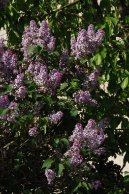 Sıradan yaban domuzu (Şırınga bayağılığı)) 