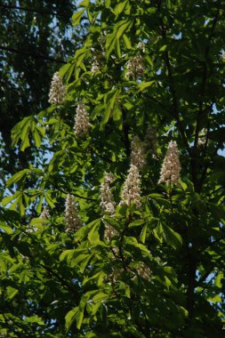 Chestnut (Castanea Tourn), kayın familyasından bir yaprak ağacı cinsidir.