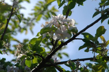 Beyaz elma çiçeği, bahar.