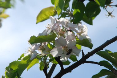 Beyaz elma çiçeği, bahar.