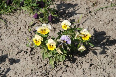 Üç renkli menekşe, vahşi nonoş (Viola üç renkli L.) 