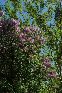 Sıradan yaban domuzu (Şırınga bayağılığı)) 