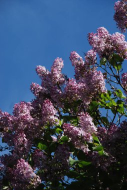 Sıradan yaban domuzu (Şırınga bayağılığı)) 