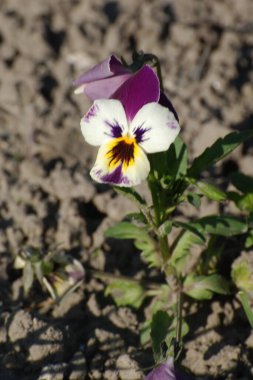 Üç renkli menekşe, vahşi nonoş (Viola üç renkli L.) 