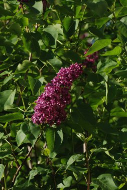 Sıradan yaban domuzu (Şırınga bayağılığı)) 