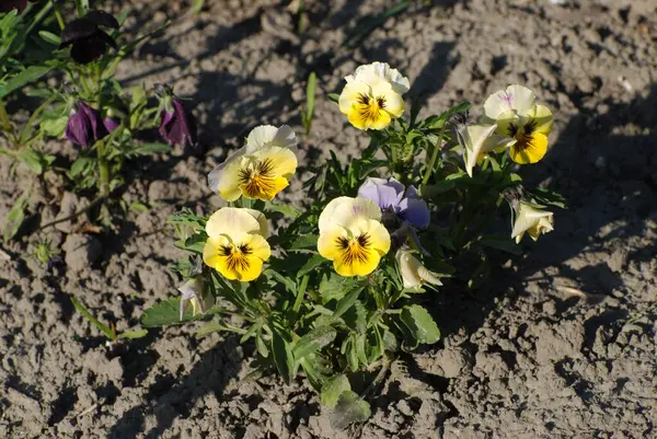 Tricolor Violett Wildes Stiefmütterchen Viola Tricolor — Stockfoto