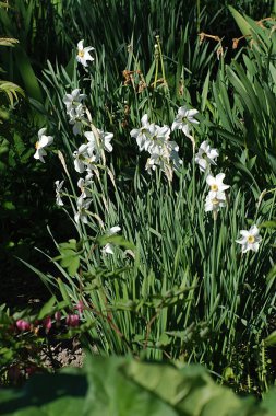 Ortak kayısı (lat. Prnus armenaca) Çiçek açan ağaçlar Pricot, kayısı, sırık, daha fazla.
