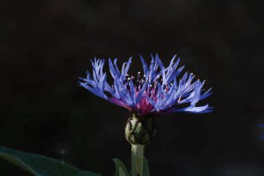 Dağ çiçeği (lat. Centaurea montana, Asteraceae familyasından bir bitki türü..