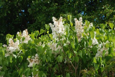 Sıradan yaban domuzu (Şırınga bayağılığı))