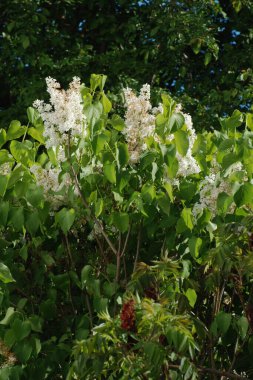 Sıradan yaban domuzu (Şırınga bayağılığı)) 