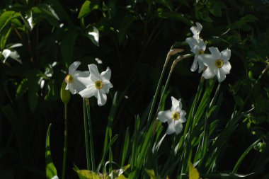 Ortak kayısı (lat. Prnus armenaca) Çiçek açan ağaçlar Pricot, kayısı, sırık, daha fazla.