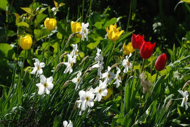 Sarı, kırmızı laleler, beyaz nergisler