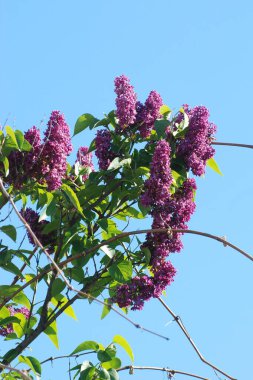 Sıradan yaban domuzu (Şırınga bayağılığı)) 