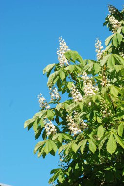 Chestnut (Castanea Tourn), kayın familyasından bir yaprak ağacı cinsidir.