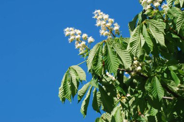 Chestnut (Castanea Tourn), kayın familyasından bir yaprak ağacı cinsidir.
