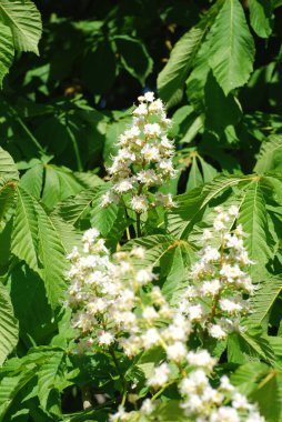 Chestnut (Castanea Tourn), kayın familyasından bir yaprak ağacı cinsidir.