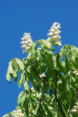 Chestnut (Castanea Tourn), kayın familyasından bir yaprak ağacı cinsidir.