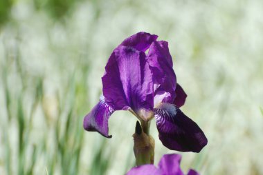 Horozlar veya irisler (Latin Iris)