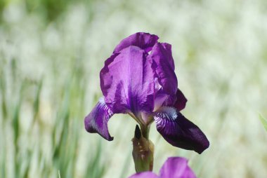 Roosters or irises (Latin Iris)