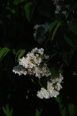 Sıradan yaban domuzu (Şırınga bayağılığı)) 