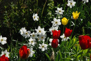 Sarı, kırmızı laleler, beyaz nergisler