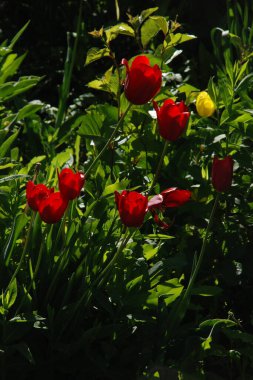 Tulipa, zambak familyasından bir bitki cinsidir.