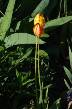 Tulipa, zambak familyasından bir bitki cinsidir.