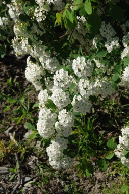 Spiraea Vanhouttei (lat. Spiraea vanhouttei, gülgiller (Rosaceae) familyasından bir çalı türü..