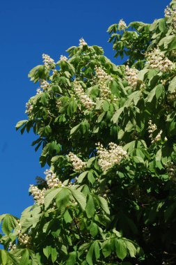 Chestnut (Castanea Tourn), kayın familyasından bir yaprak ağacı cinsidir.