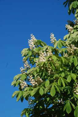 Chestnut (Castanea Tourn), kayın familyasından bir yaprak ağacı cinsidir.