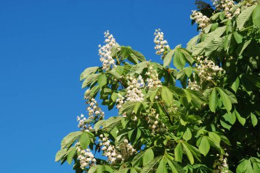 Chestnut (Castanea Tourn), kayın familyasından bir yaprak ağacı cinsidir.