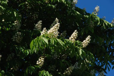 Chestnut (Castanea Tourn), kayın familyasından bir yaprak ağacı cinsidir.