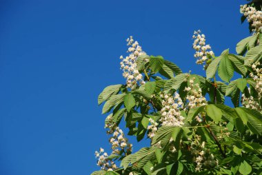 Chestnut (Castanea Tourn), kayın familyasından bir yaprak ağacı cinsidir.