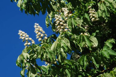 Chestnut (Castanea Tourn), kayın familyasından bir yaprak ağacı cinsidir.