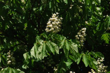 Chestnut (Castanea Tourn), kayın familyasından bir yaprak ağacı cinsidir.