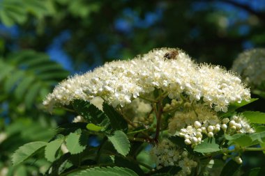 Yaygın dağ külleri (Sorbus aucuparia)