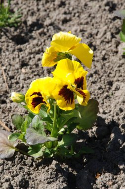 Üç renkli menekşe, vahşi nonoş (Viola üç renkli L.) 