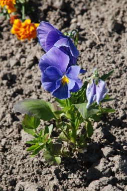 Üç renkli menekşe, vahşi nonoş (Viola üç renkli L.) 