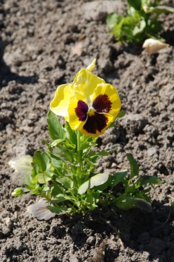 Üç renkli menekşe, vahşi nonoş (Viola üç renkli L.) 