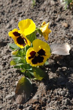 Üç renkli menekşe, vahşi nonoş (Viola üç renkli L.) 