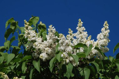 Sıradan yaban domuzu (Şırınga bayağılığı)) 