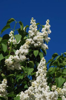 Sıradan yaban domuzu (Şırınga bayağılığı)) 