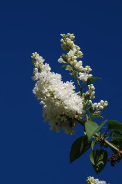 Sıradan yaban domuzu (Şırınga bayağılığı)) 
